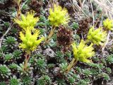 Saxifraga caucasica. Цветущие растения. Карачаево-Черкесия, Зеленчукский р-н, ущелье р. Марка. 06.05.2012.