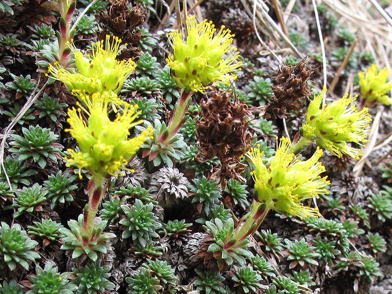 Image of Saxifraga caucasica specimen.