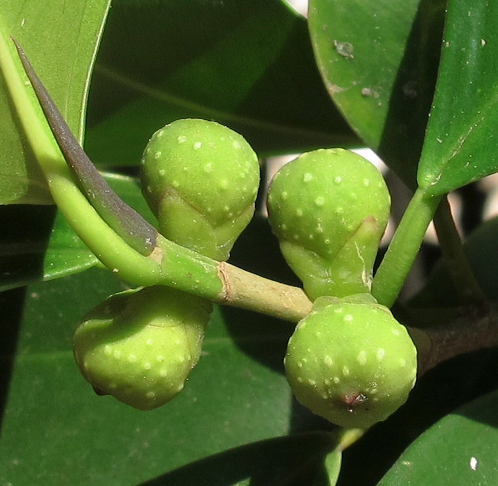 Image of Ficus microcarpa specimen.