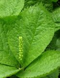 Chloranthus quadrifolius