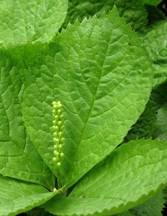 Изображение особи Chloranthus quadrifolius.