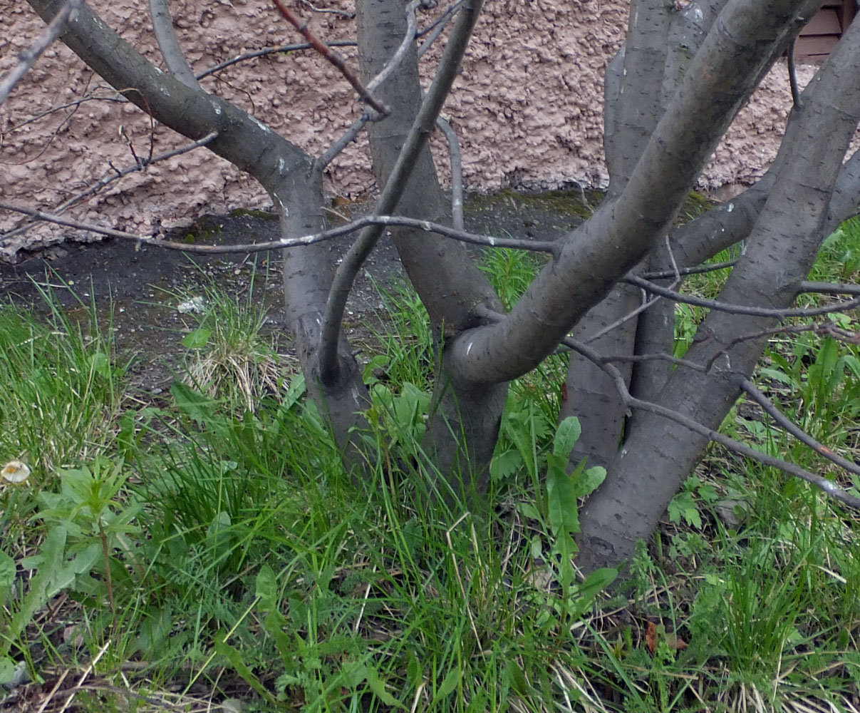 Изображение особи Salix borealis.