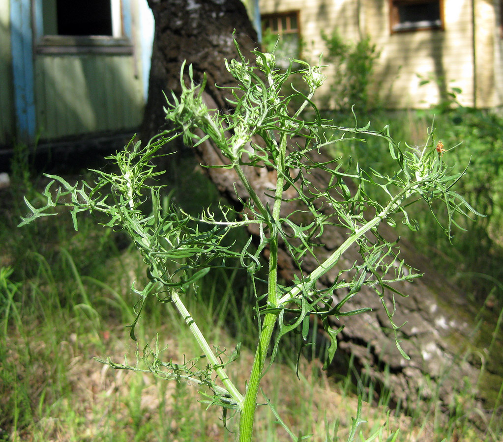 Изображение особи Senecio borysthenicus.