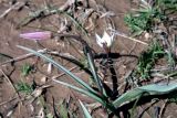 Tulipa bifloriformis