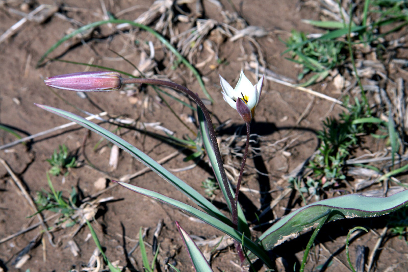 Image of Tulipa bifloriformis specimen.