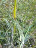 Dactylorhiza maculata