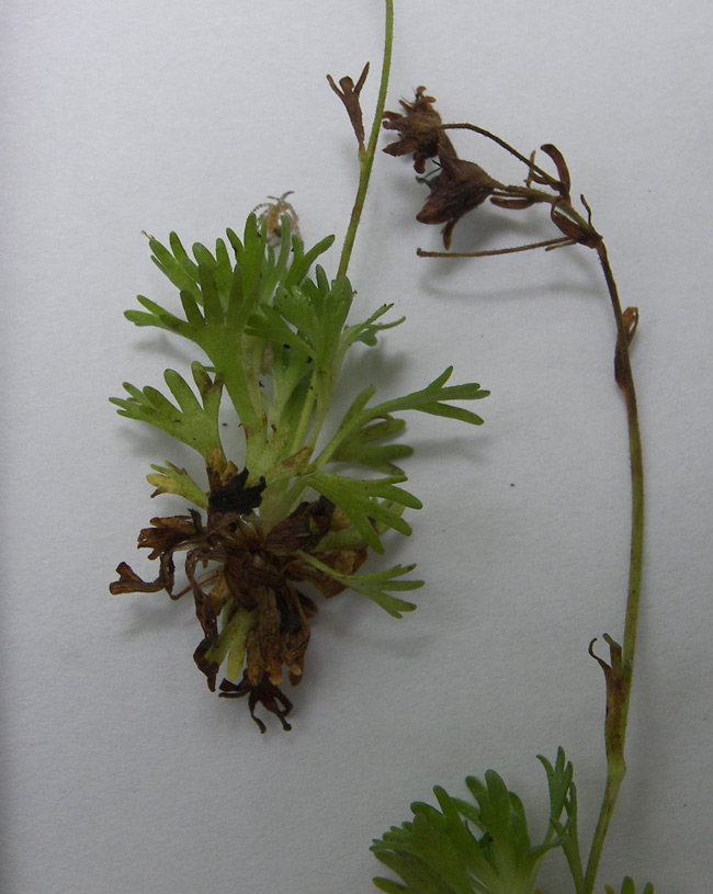 Image of Saxifraga exarata specimen.