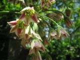 Nectaroscordum siculum