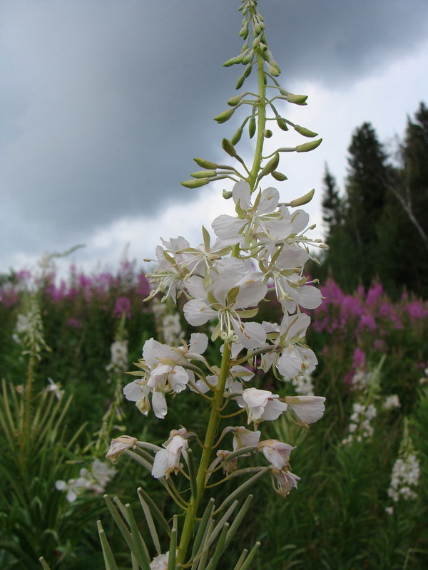 Image of Chamaenerion angustifolium specimen.