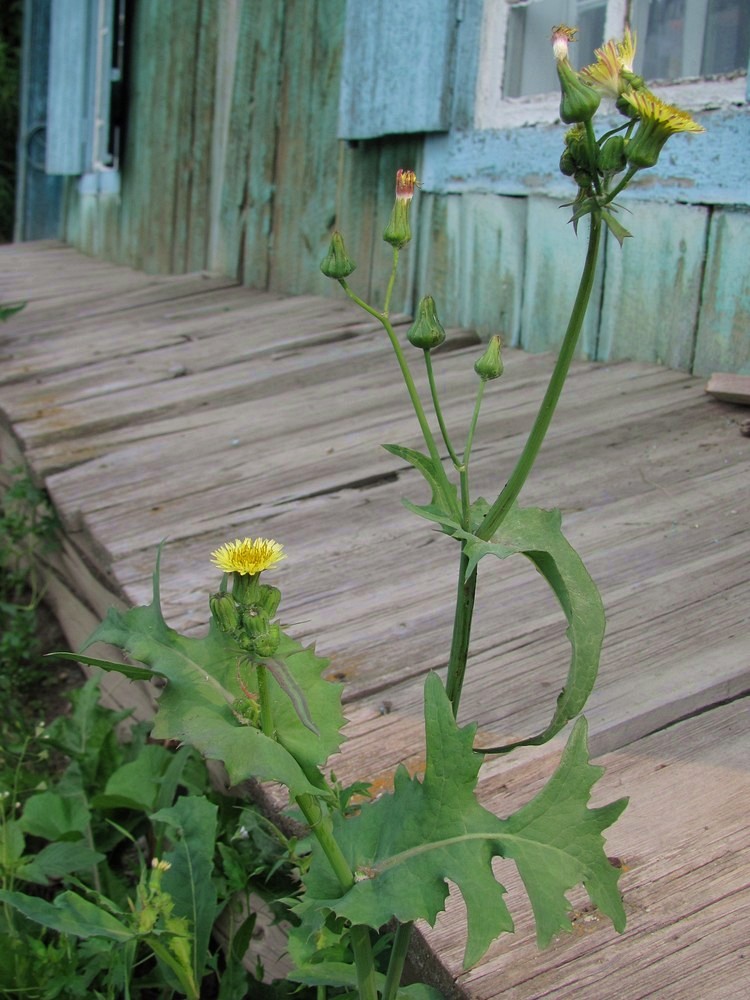 Изображение особи Sonchus oleraceus.