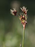 Luzula multiflora