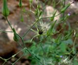 Lactuca dissecta. Побеги с незрелыми и вызревшим соплодиями. Туркменистан, хр. Кугитанг, ущелье Умбардере. Июнь 2012 г.