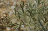 Artemisia santonicum