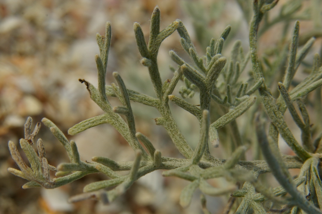 Image of Artemisia santonicum specimen.