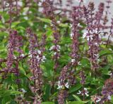 Ocimum basilicum. Верхушки цветущих растений. Египет, Синай, Шарм-эль-Шейх, в культуре. 19.02.2009.