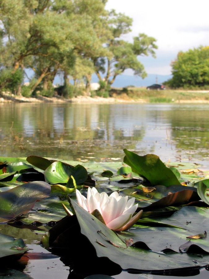 Изображение особи Nymphaea odorata.