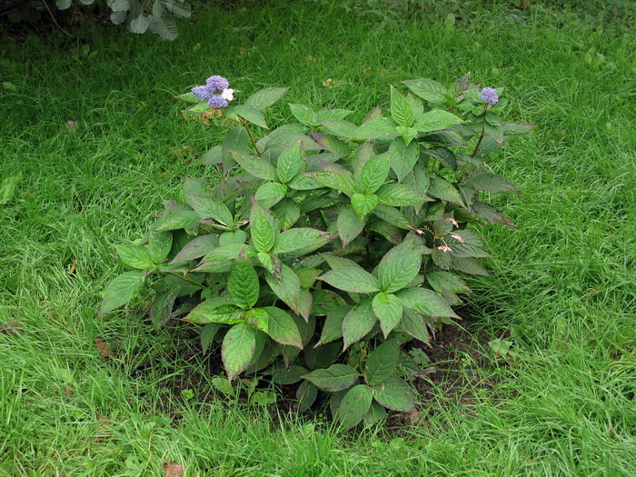 Изображение особи Hydrangea macrophylla ssp. serrata.