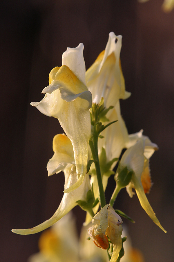Image of Linaria vulgaris specimen.