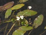 Sagittaria natans. Цветущее и плодоносящее растение. Приморский край, Спасский р-н, окр. с. Хвалынка. 31.08.2012.