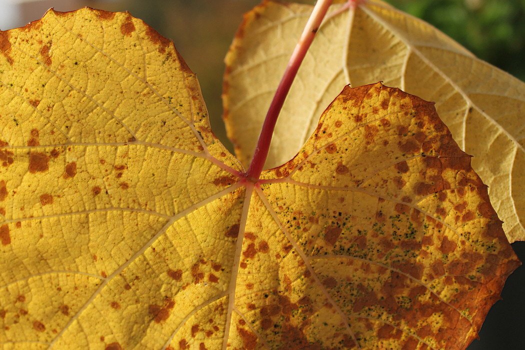 Image of genus Vitis specimen.