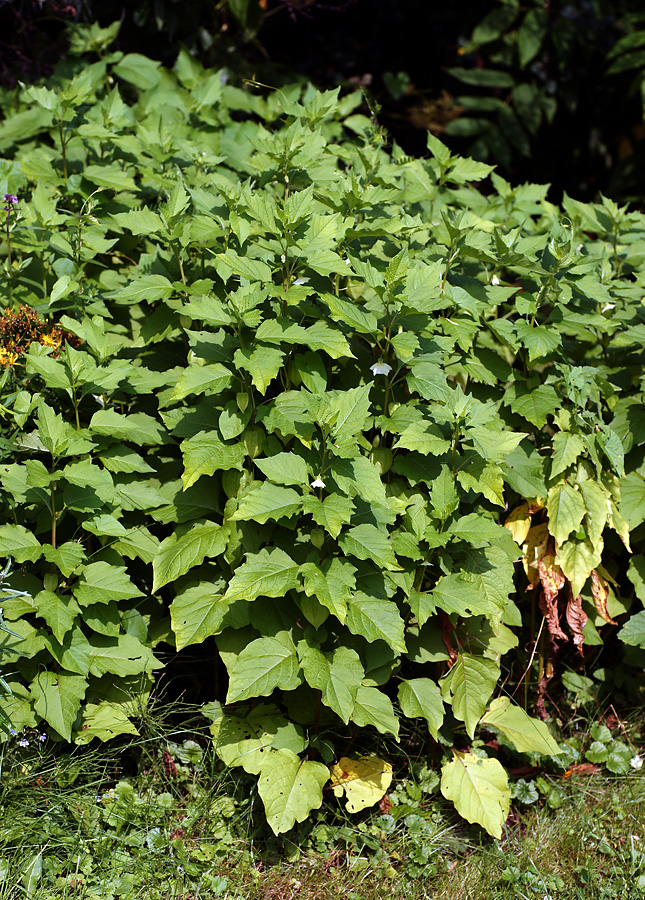 Image of Alkekengi officinarum specimen.