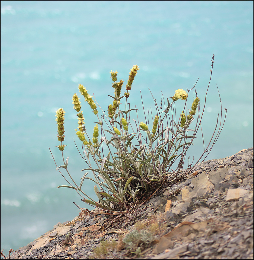 Image of Sideritis euxina specimen.