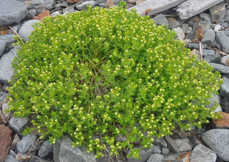 Изображение особи Honckenya peploides ssp. major.