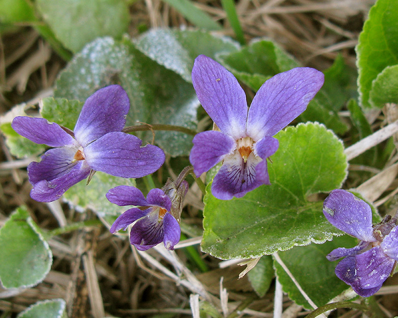 Image of Viola odorata specimen.