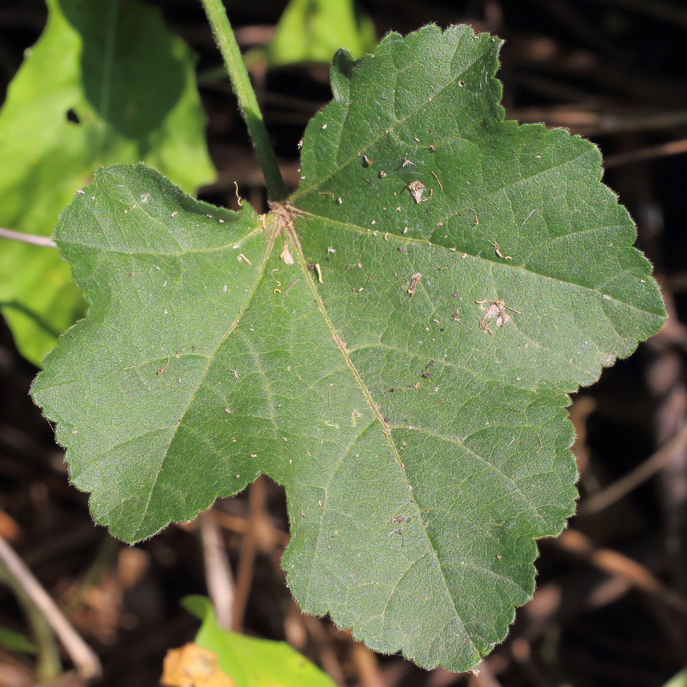 Image of Malva thuringiaca specimen.