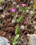 Centaurium tenuiflorum. Верхушка цветущего растения. Israel, Mount Carmel. 03.05.2011.
