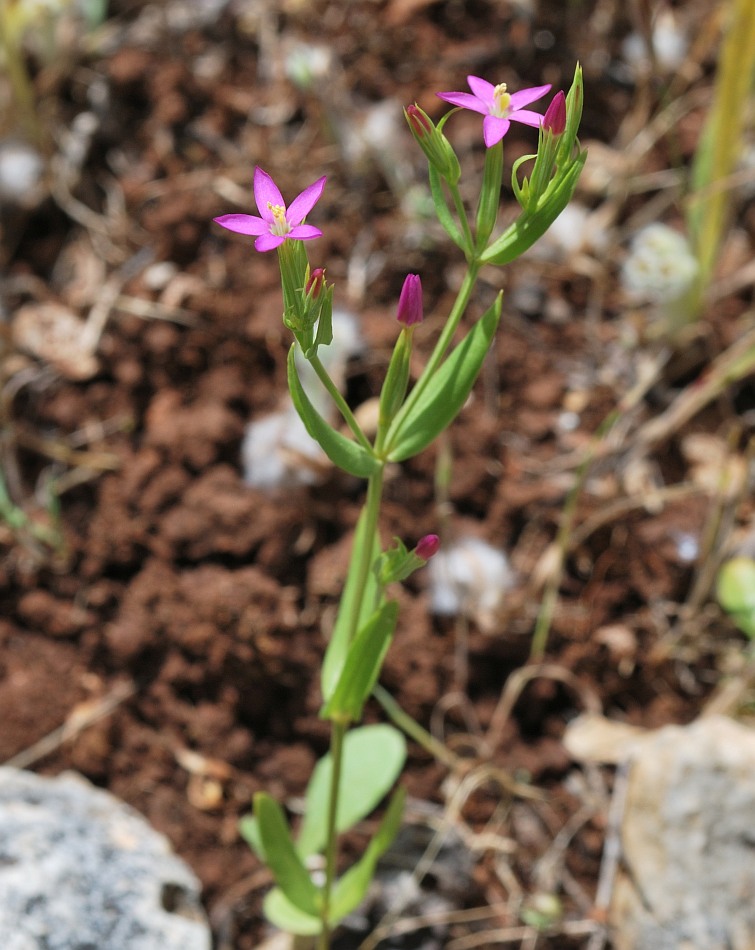 Image of Centaurium tenuiflorum specimen.