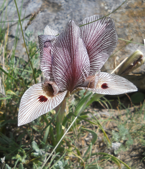 Image of Iris helena specimen.