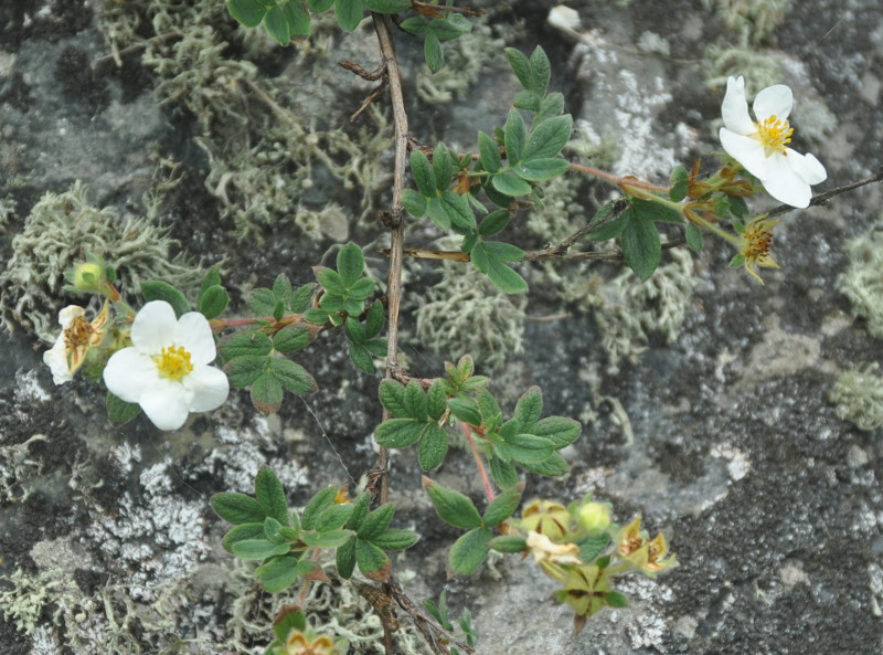 Image of Dasiphora mandshurica specimen.