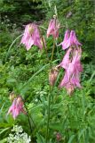 Aquilegia vulgaris