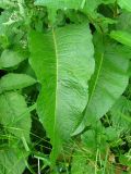 Rumex obtusifolius. Лист. Украина, Тернопольская обл., Кременецкий р-н, г. Почаев. 02.06.2012.