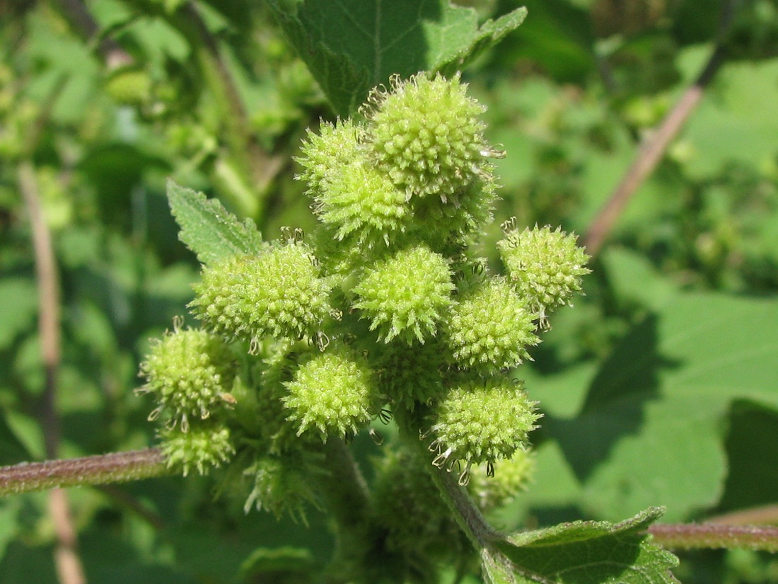 Image of Xanthium orientale specimen.