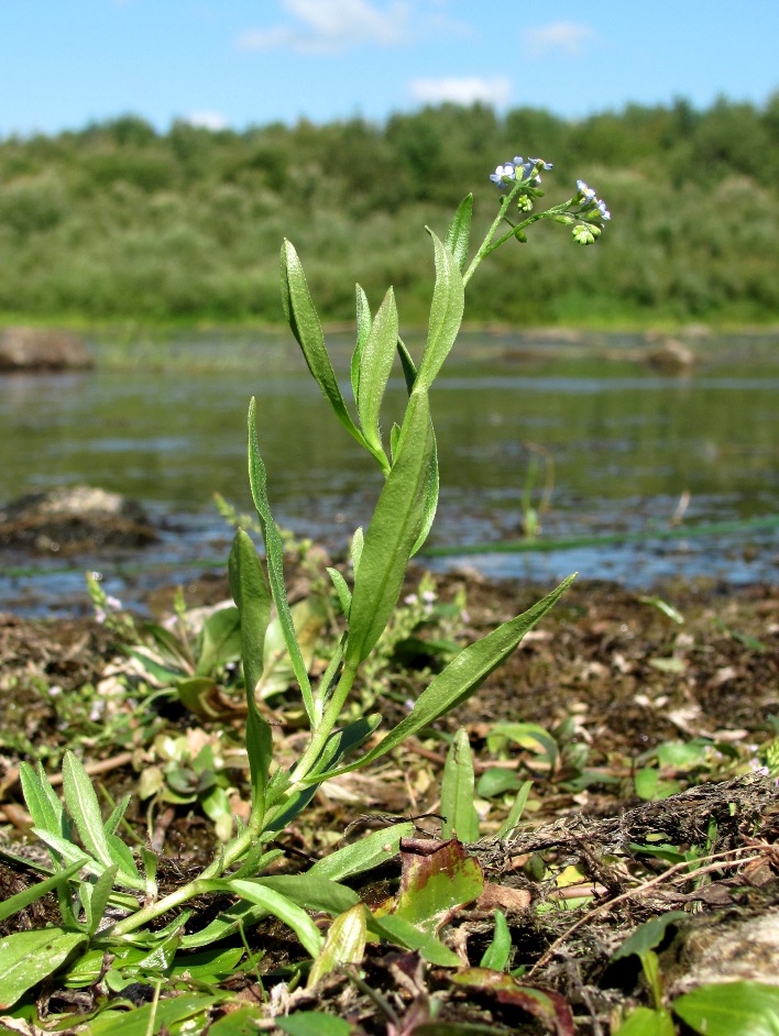 Изображение особи Myosotis palustris.