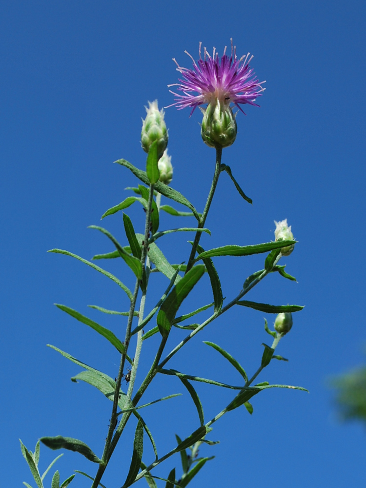 Image of Acroptilon repens specimen.