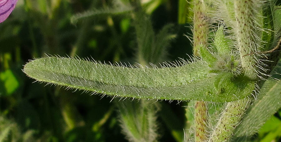 Image of Echium judaeum specimen.