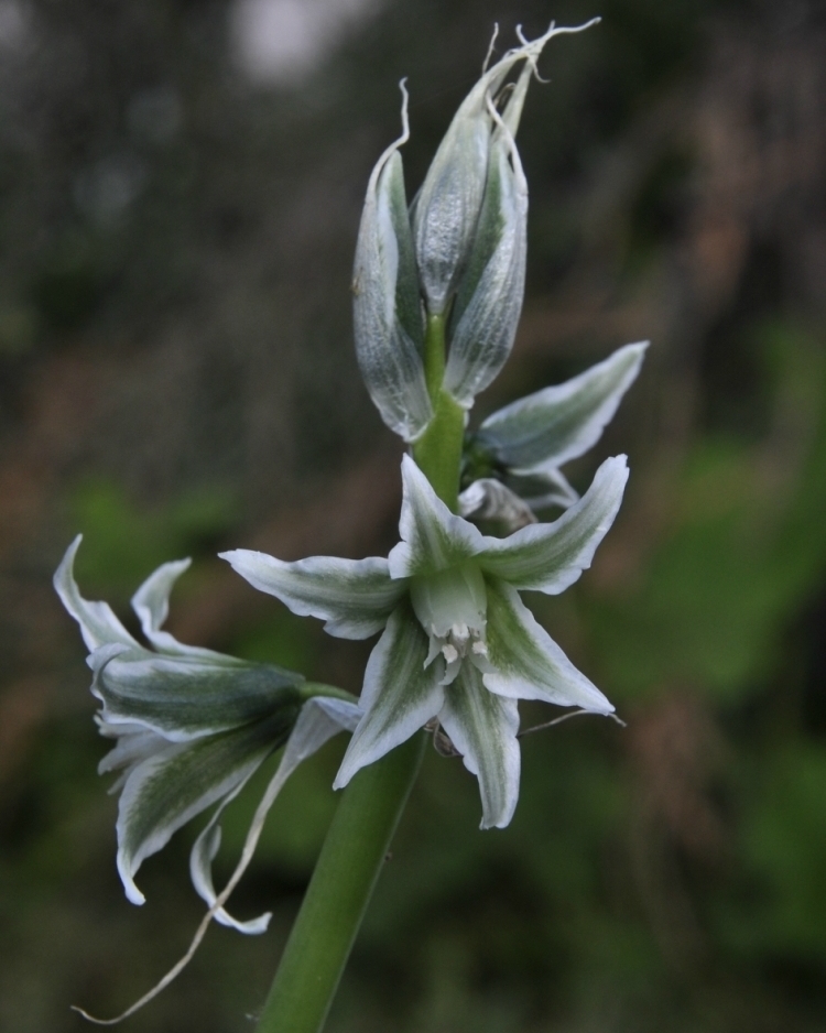 Image of Ornithogalum nutans specimen.