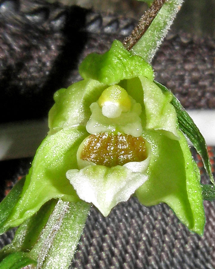 Image of Epipactis pontica specimen.