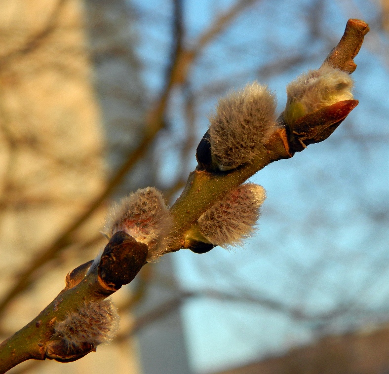 Image of Salix caprea specimen.