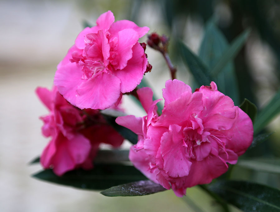 Image of Nerium oleander specimen.