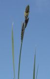 Carex hartmaniorum