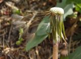 genus Taraxacum