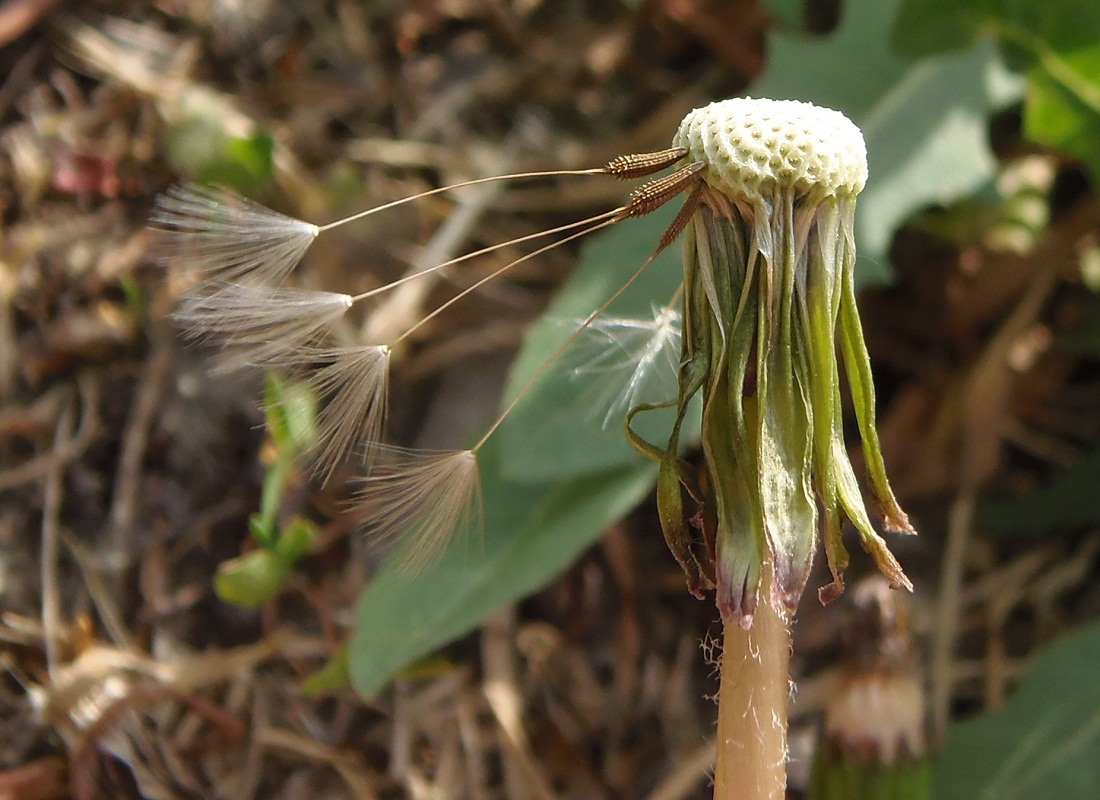 Изображение особи род Taraxacum.