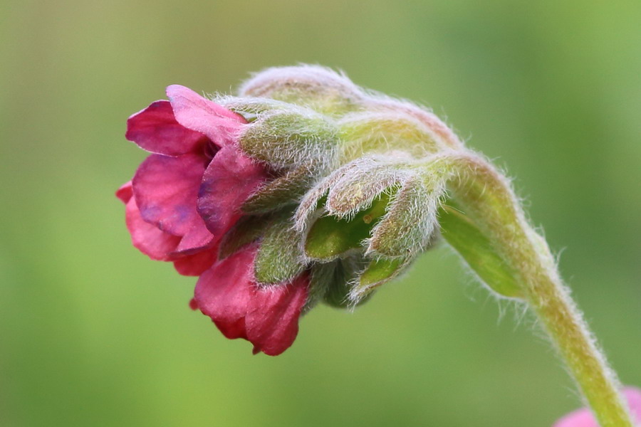 Изображение особи Cynoglossum officinale.