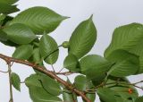 Cerasus sachalinensis