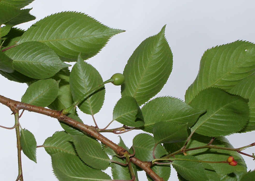 Image of Cerasus sachalinensis specimen.