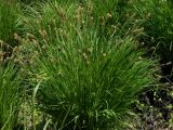 Carex appendiculata